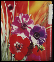 אלבום 1977-1980.