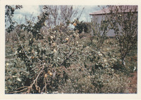 Nir Banim - Garden (color).