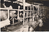 Be'er Tuvia - Mechanical milking.