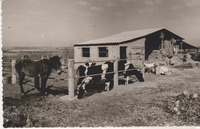 Mash'en - Prefabricated barn with milk cattle.