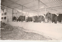 Orot - Prefabricated project, live stock barn with milk cattle.