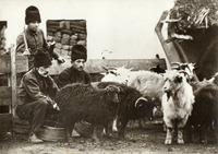 Milking sheep.