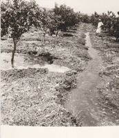 Israel - Early method of irrigation of citrus fruits grove.