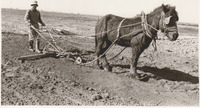 Israel - Old method of ploughing.