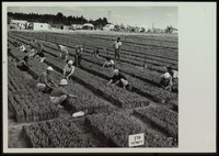 Tree Nursery at Ilanot, Near Kfar Vitkin
