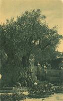 The 2000 years old Holy Tree in Gethsemane (Eretz Israel - Palestine).