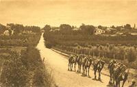 Between the orchards (Eretz Israel - Palestine).
