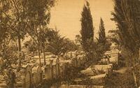 Zikhron Ya'akov Cemetery (Eretz Israel - Palestine).