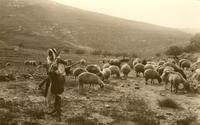 Sheep and their Shepherd (Eretz Israel - Palestine).