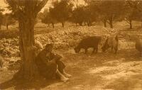 The shepherd's solitude.
