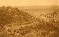 Jezreel plains / Near Zichron Ya'akov (Eretz Israel - Palestine).