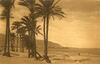 Palms at the foot of Mount Carmel (Eretz Israel - Palestine).