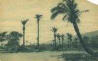 Palm trees near the River Kishon, Haifa (Eretz Israel - Palestine).