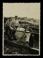 תצלומים - רפת - 1964, הרפתנים הצעירים.