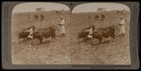 (8) - 3087 - Plowing in the Valley of Ajalon, Palestine (Josh.xi.12).