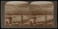 (61) - 3140 - Hill of Samaria, from the south, surrounded by its fig and olive groves-Palestine.