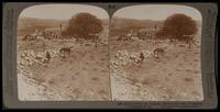 (54) - 3133 - Shiloh, the resting place of the Ark, Palestine (I Samuel iv: 4).