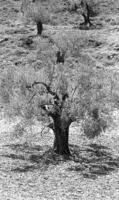 ירושלים: עצי זית.
