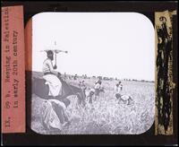 Reaping in Palestine in early 20th century.