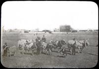 Prize cattle on show ground Sydney, Australia.