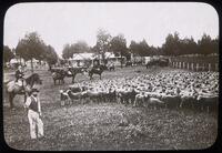 A station scene. flocking sheep.