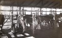 Milking cows with machinary.