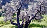 שומרון, נופים באזור בנימין, עצי זית, פרחים.
