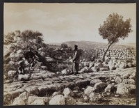 Near Bethlehem--Supposed site of the Angel's Appearance to the Shepherds