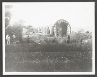 Hama