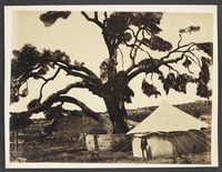 Chene d'Abraham