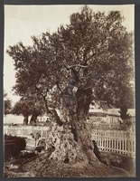 Gethsemane