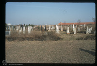 Photograph of: Jewish cemetery in Kanjiža : Tombstones.