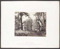 Cedars of Lebanon "In the mountain of the height of Israel will I plant the cedar, and it shall bring forth boughs, and bear fruit, and be a goodly tree." Ezek. xvii.23.