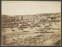 Chêne d'Abraham