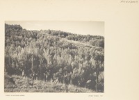 Forest at Mishmar Haemek