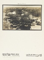 Rivière Kishon avant assechement des Marais