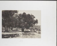 Jerusalem Champ du Sang.
