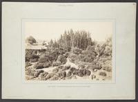 View at Banias. Streamlets forming the upper water supply of the River Jordan