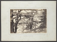 One of the largest of the Cedars of Lebanon