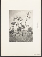 Le chêne d'Abraham