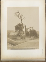 Abraham's Oak, (Hebron) Chêne d'Abraham.