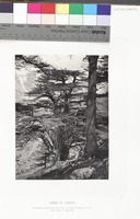 Cedars of Lebanon