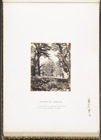 Cedars of Lebanon