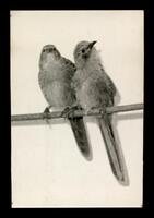 Happy New Year 1971 Tel-Aviv University.