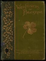 Wild flowers from the Holy Land