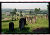 Photograph of: Jewish cemetery in Bobowa.