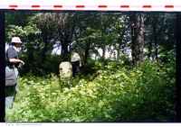 Photograph of: Jewish cemetery in Grybów.