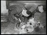 Two men are skinning a sheep.