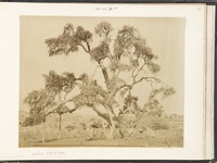 Abraham's Oak