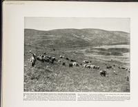 Flocks near the pit into which Joseph was thrown by his brethren